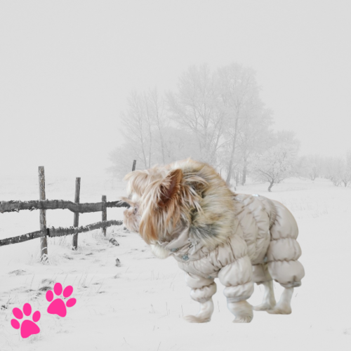 Honden jumpsuits en skipak