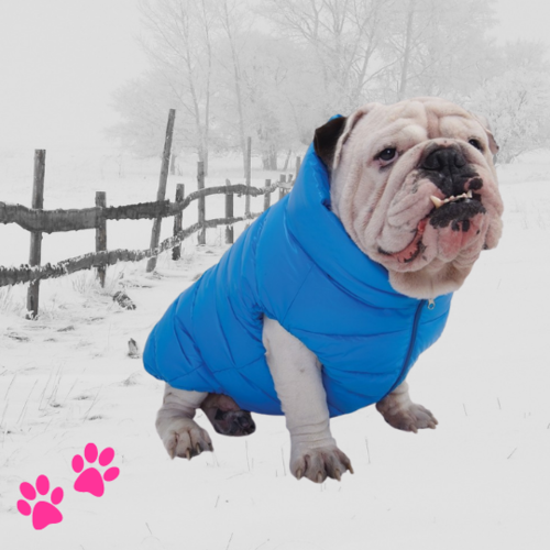 Bulldog kleding