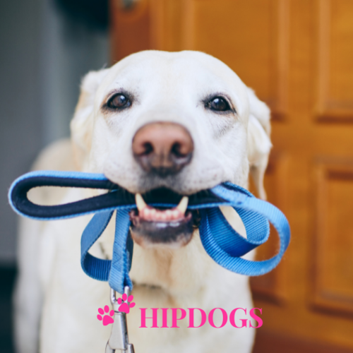 HOND UITLATEN?