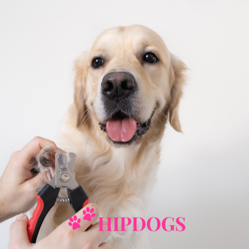 HONDEN VERZORGING