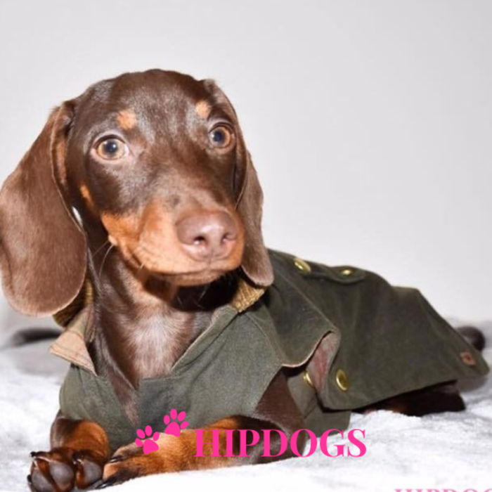 tQel – Mode & Accessoires voor Teckels tQel Teckeljas Waxcoat Barbour Olive Green