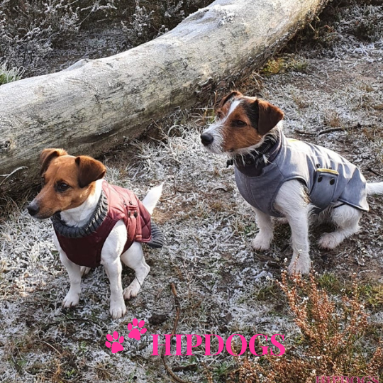 tQel – Mode & Accessoires voor Teckels tQel Teckel jas Maroon Quilted waterproof Parka met col  Simon wine red