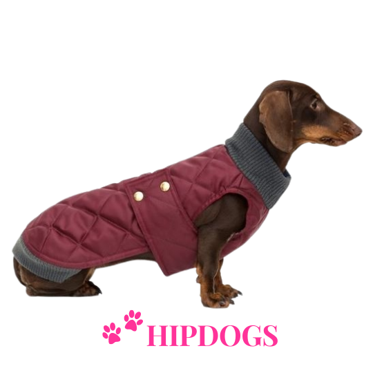 tQel – Mode & Accessoires voor Teckels tQel Teckel jas Maroon Quilted waterproof Parka met col  Simon wine red