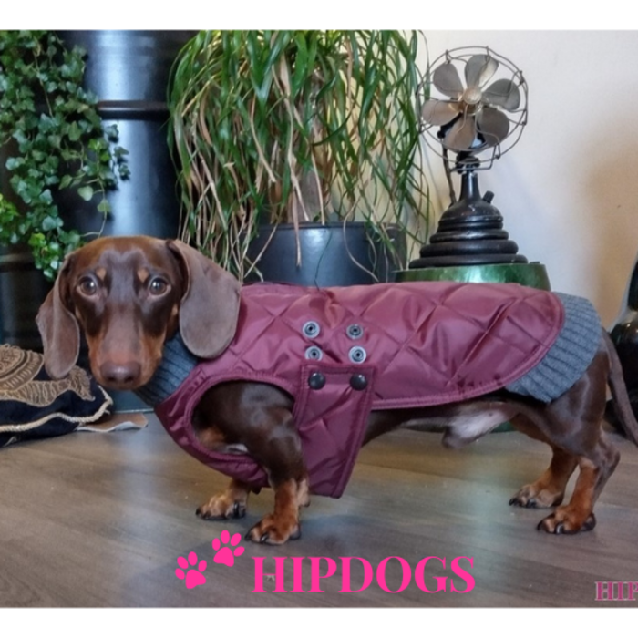 tQel – Mode & Accessoires voor Teckels tQel Teckel jas Maroon Quilted waterproof Parka met col  Simon wine red