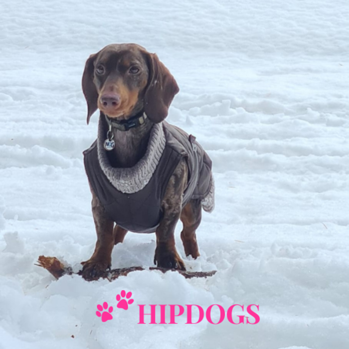 tQel – Mode & Accessoires voor Teckels tQel Teckel jas Maroon Quilted waterproof Parka met col Simon Choco