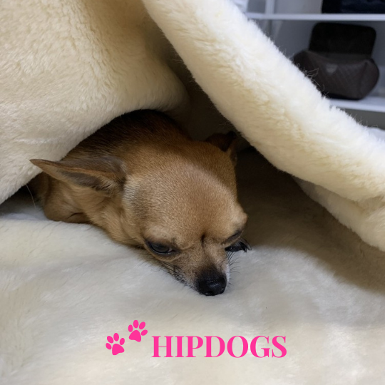 tQel – Mode & Accessoires voor Teckels tQel Honden slaapzak Snoozy bag Licht grijs Laponia