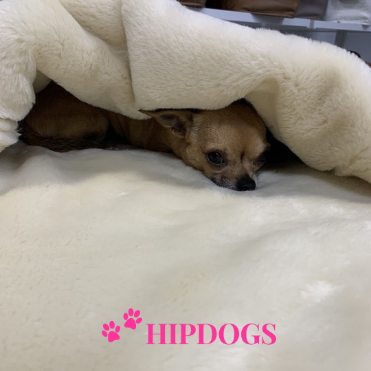 tQel – Mode & Accessoires voor Teckels tQel Honden slaapzak Snoozy bag Licht grijs Laponia