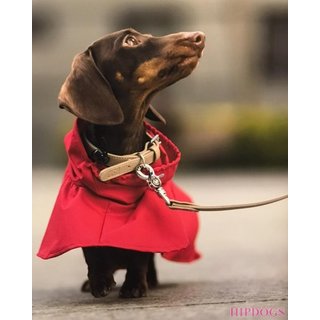tQel – Mode & Accessoires voor Teckels tQel honden regenjas TinTin rood
