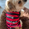 K9 honden t-shirt rood zwart gestreept "Little Monster"