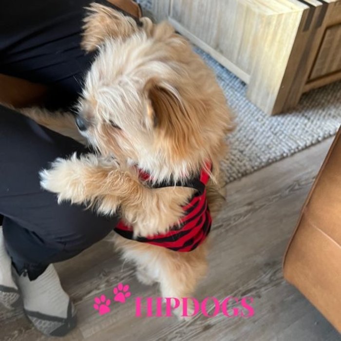 Overigen K9 honden t-shirt rood zwart gestreept "Small but Deadly"