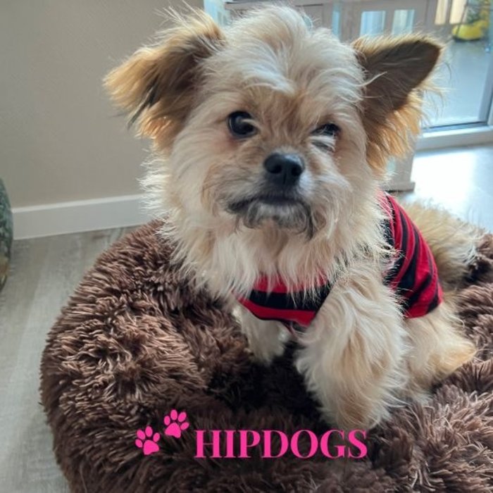 Overigen K9 honden t-shirt rood zwart gestreept "Small but Deadly"