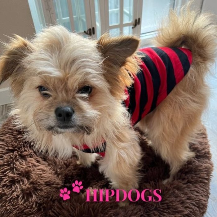 Overigen K9 honden t-shirt rood zwart gestreept "Small but Deadly"