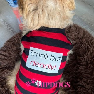 Overigen K9 honden t-shirt rood zwart gestreept "Small but Deadly"