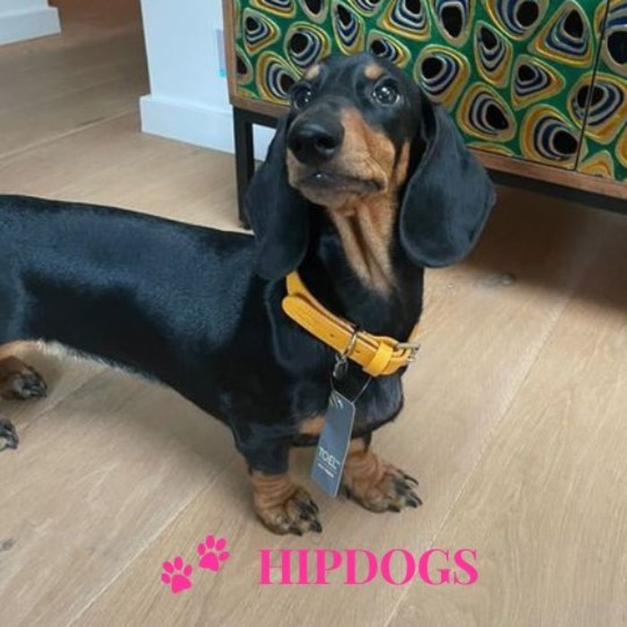 tQel – Mode & Accessoires voor Teckels tQel gele leren honden halsband Sol