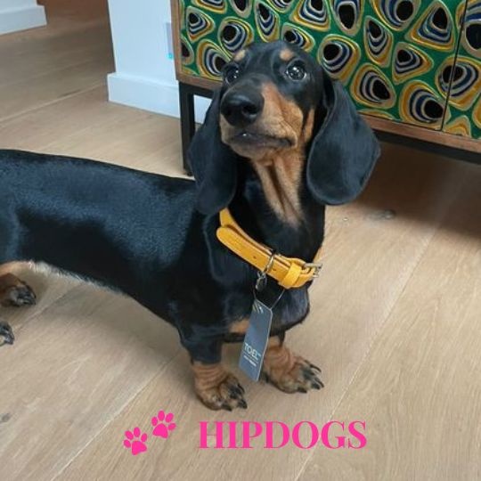 tQel – Mode & Accessoires voor Teckels tQel gele leren honden halsband Sol