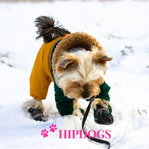 Honden schoenen