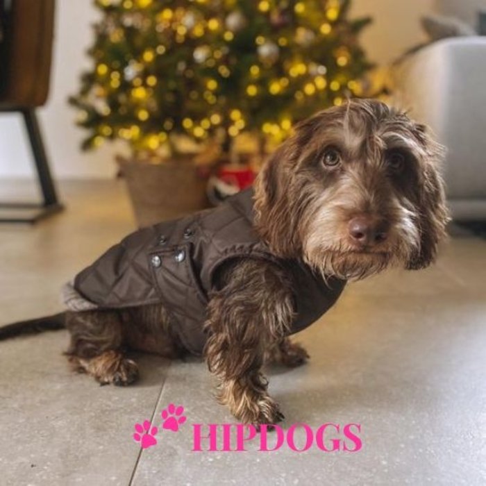 tQel – Mode & Accessoires voor Teckels tQel Teckel jas Maroon Quilted waterproof Parka met col Simon Choco