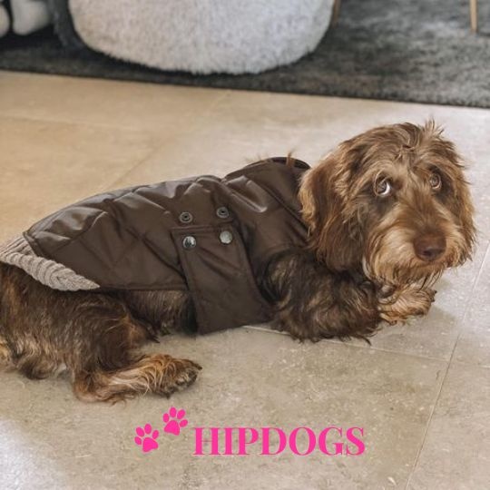 tQel – Mode & Accessoires voor Teckels tQel Teckel jas Maroon Quilted waterproof Parka met col Simon Choco