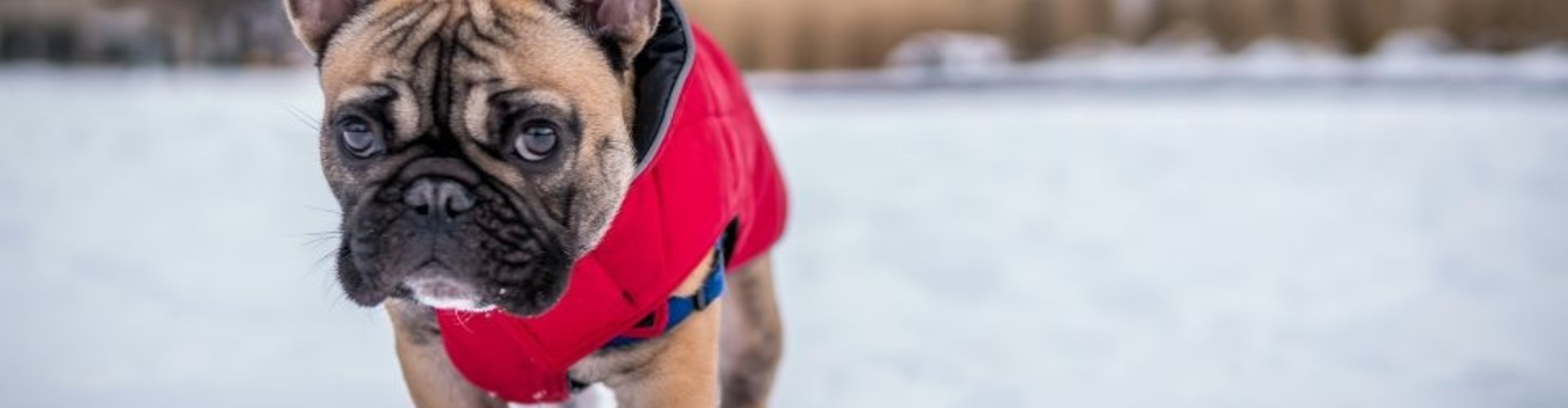 Heeft jouw hond een hondenjas nodig?