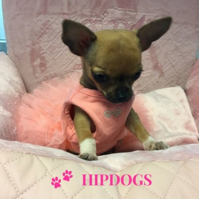 Puppy Angel Puppy Angel honden jurkje TuTu roze