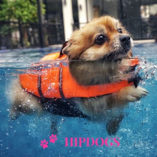 Honden Zwemvest