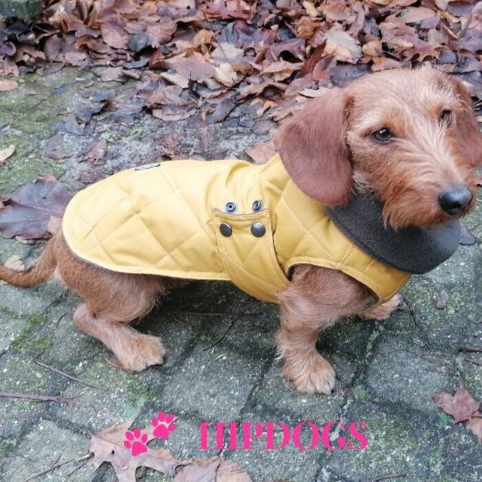 tQel – Mode & Accessoires voor Teckels tQel teckel jas Maxi Gold Waterproof