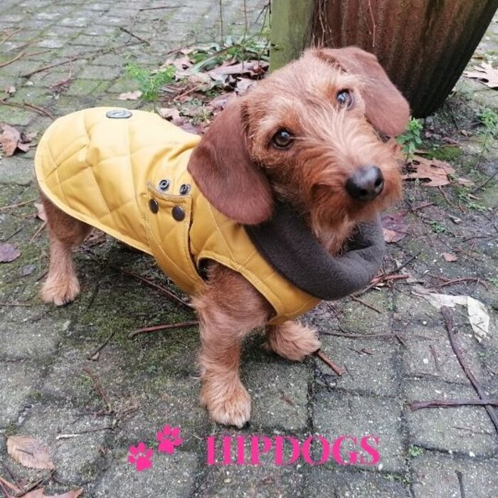 tQel – Mode & Accessoires voor Teckels tQel teckel jas Maxi Gold Waterproof
