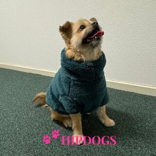51 Degrees North 51 Degrees North hondentrui Turtleneck Teddy Petrol