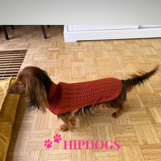 tQel – Mode & Accessoires voor Teckels tQel Teckeltrui Freddy Terra