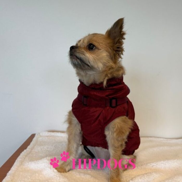 51 Degrees North 51 Degrees North hondenjas Adventure Harness Burgundy