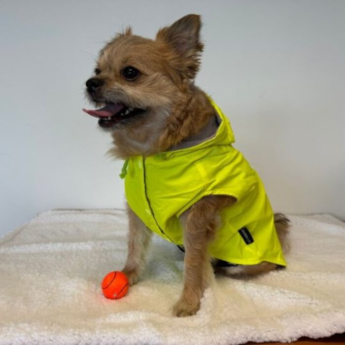 51 Degrees North 51 Degrees North hondenjas Reflective hoodie