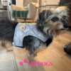 tQel – Mode & Accessoires voor Teckels tQel Quilted Grey honden harnas