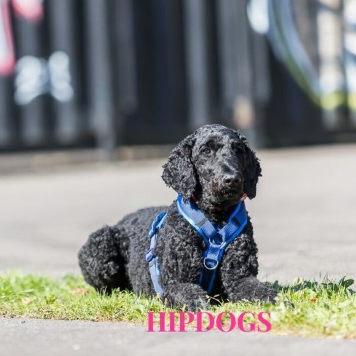 Trixie Trixie Premium Trekking Tuig Indigo/Royal Blauw