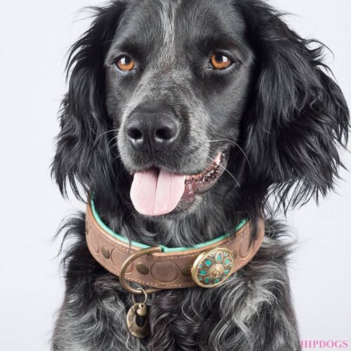 Uitverkoop Honden accessoires