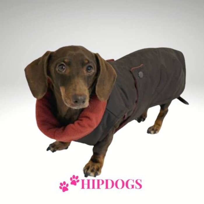 tQel – Mode & Accessoires voor Teckels tQel teckel jas Maxi Brown - waterproof