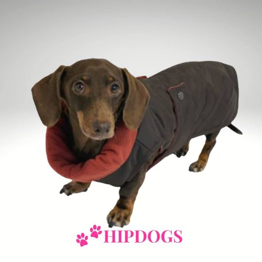 tQel – Mode & Accessoires voor Teckels tQel teckel jas Maxi Brown - waterproof