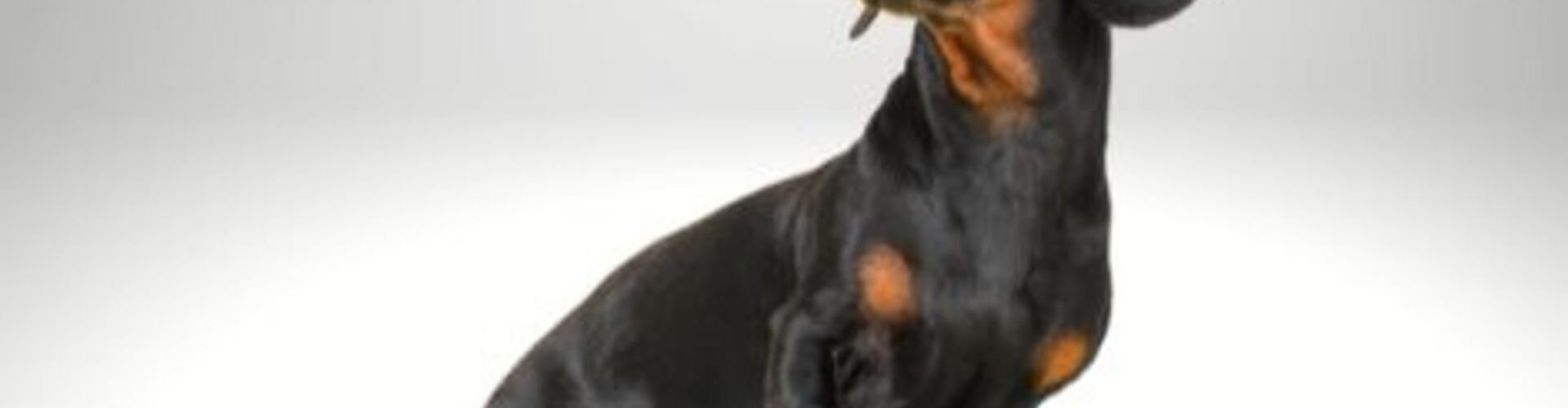 tQel De specialist in teckel kleding en accessoires