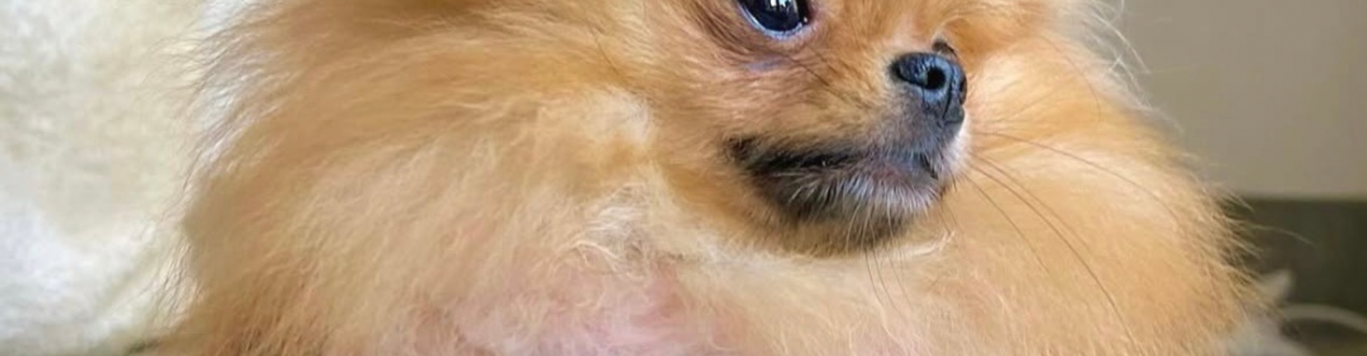 Waarom kiezen voor een winterharnas voor je hond? 