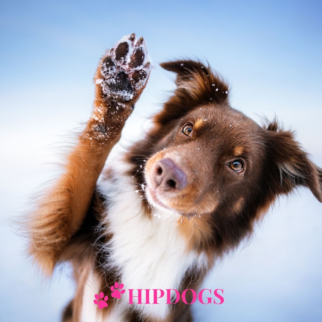 Honden artikelen speciaal voor de winter