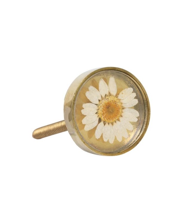 A LA Dried daisy knop