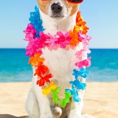 Good morning Strandlaken poly velours 75x150 kids nr.2090 muiti