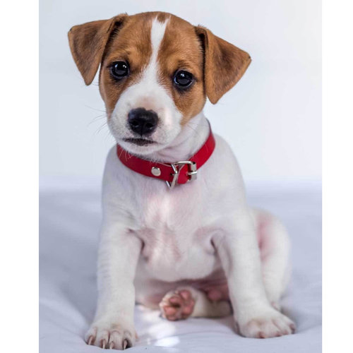 Animal Pictures Fleece deken Jack Russell Terrier 120 x 150 cm Wit
