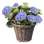 Koopman Aardappelmand lana d39xh31cm nature