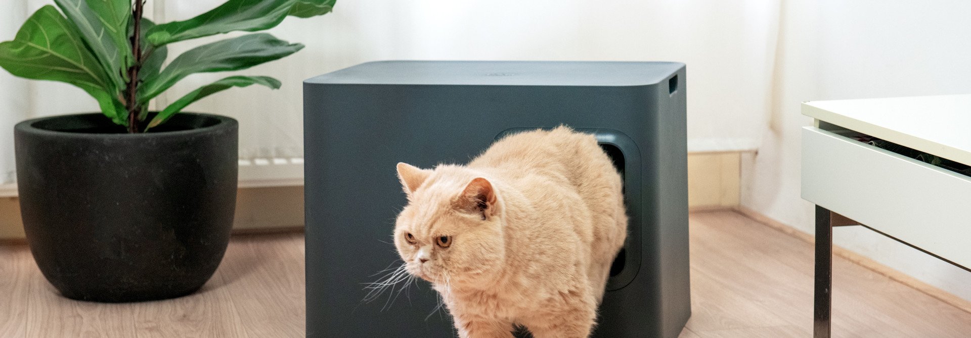 The risks of a dirty litter box at a glance