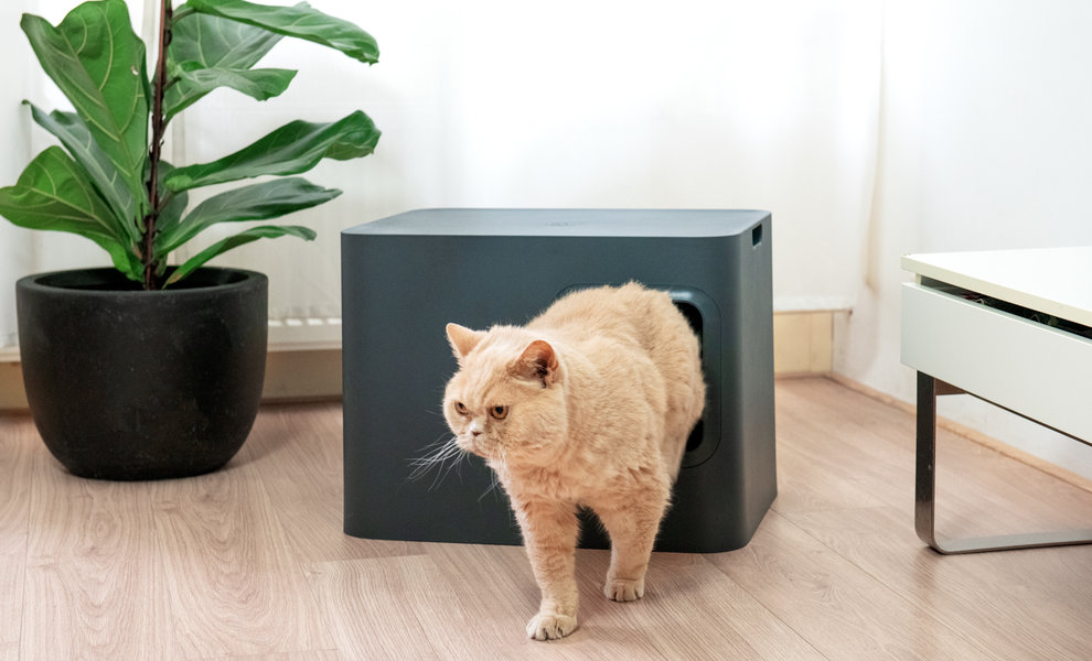 The risks of a dirty litter box at a glance