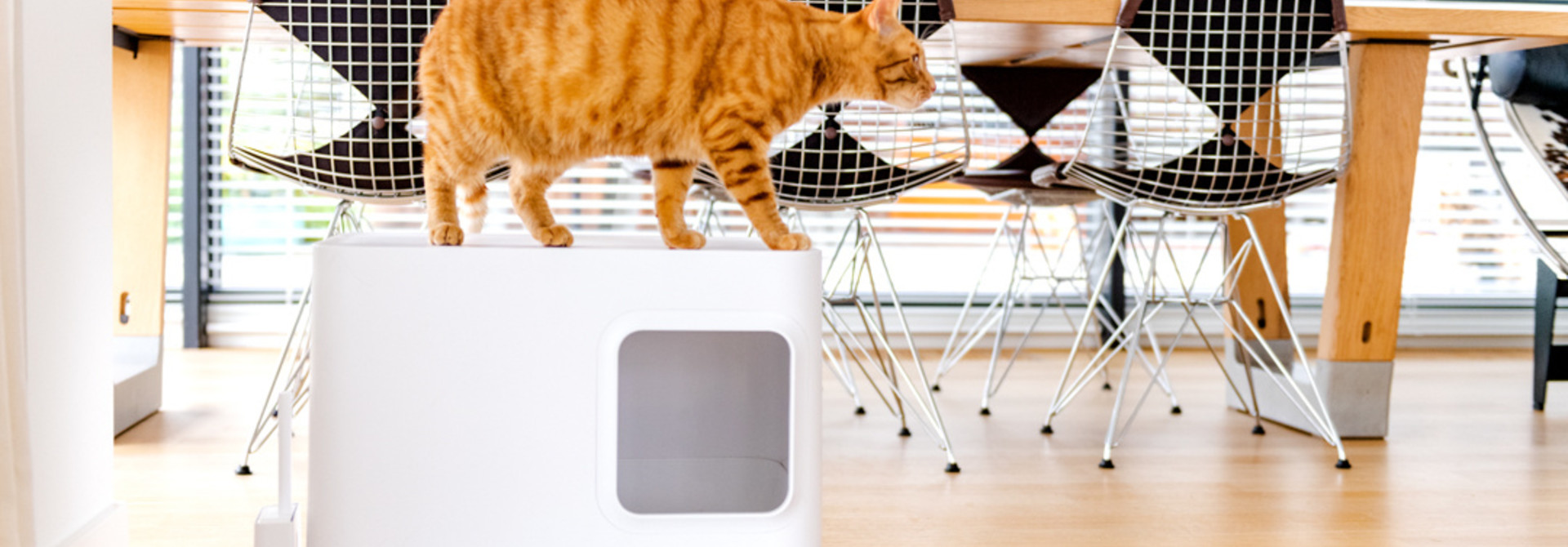 5 reasons to buy the Dome cat litter box