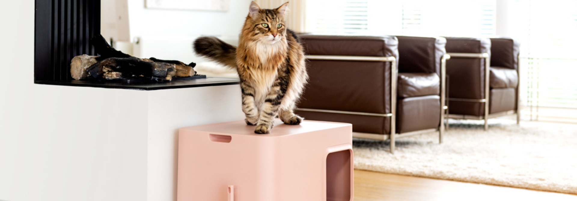 The best spot for your cats' litter box