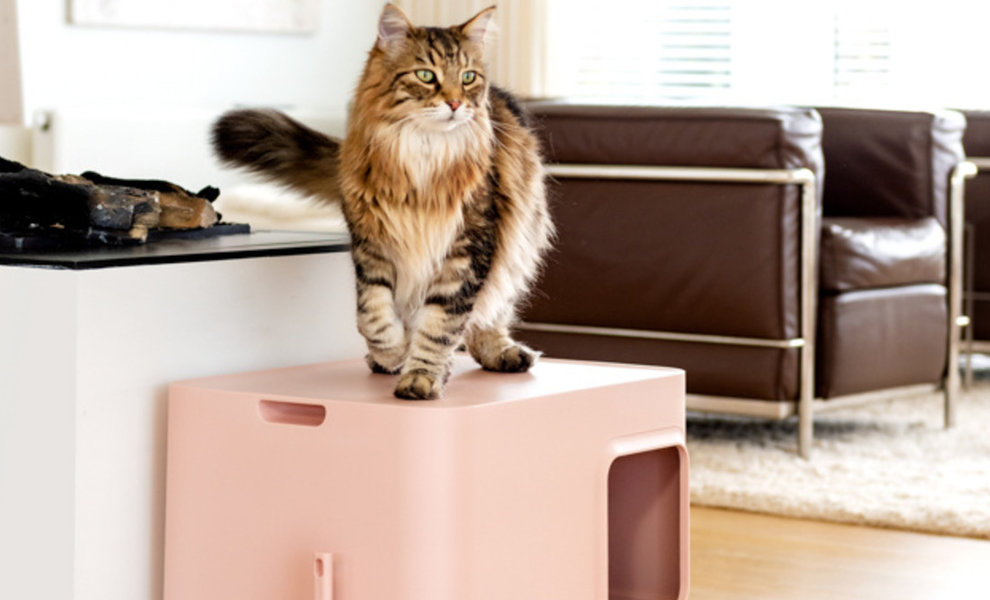 De beste plek voor je kat zijn kattenbak