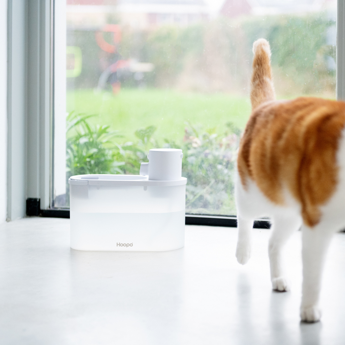 Por qué tu gato necesita una fuente de agua y cuáles son las mejores? - El  Periódico