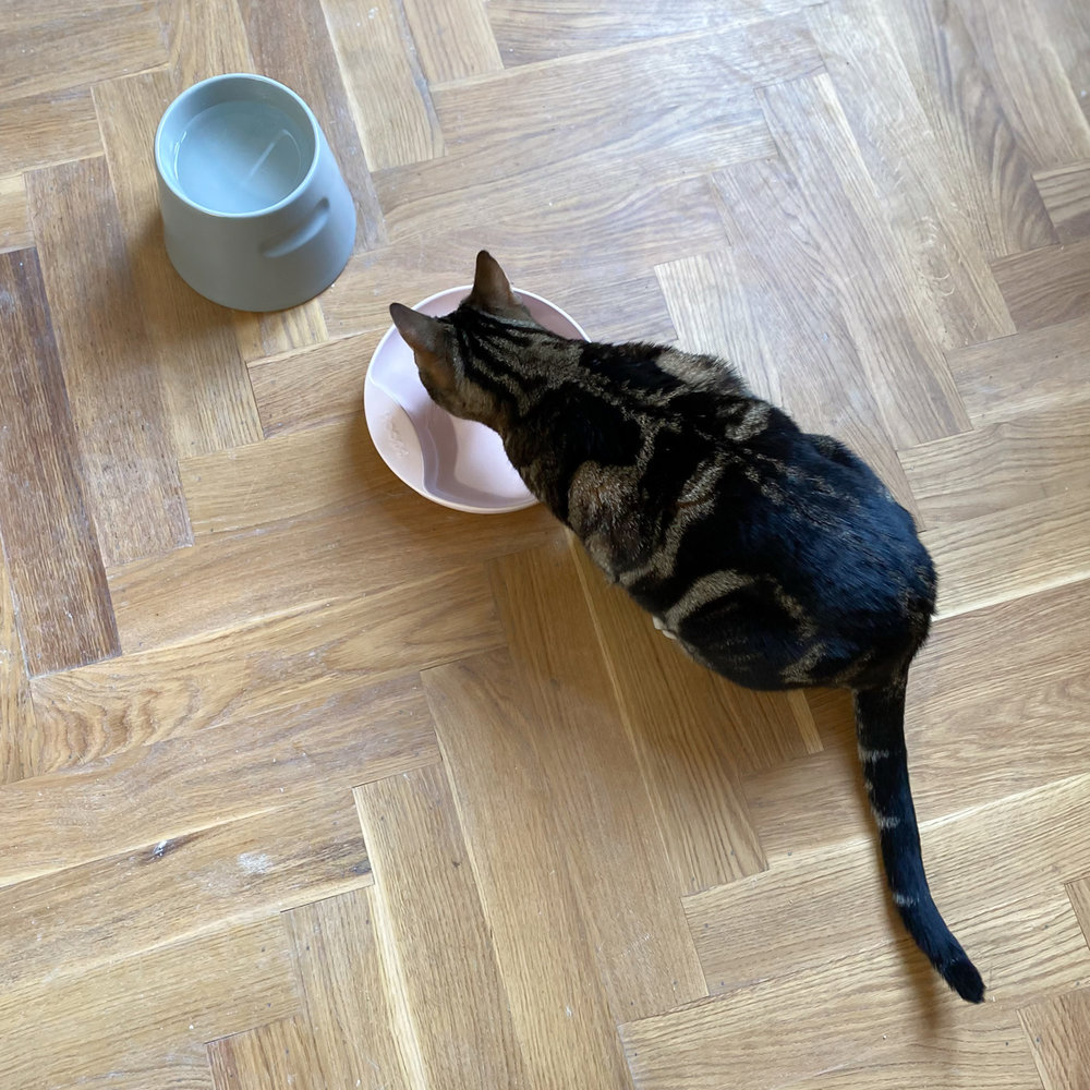 Plate Bol à nourriture pour chat rose-7